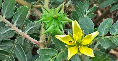 Tribulus Terrestris