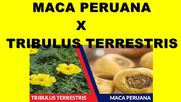Diferenças entre Tribulus e Maca Peruana